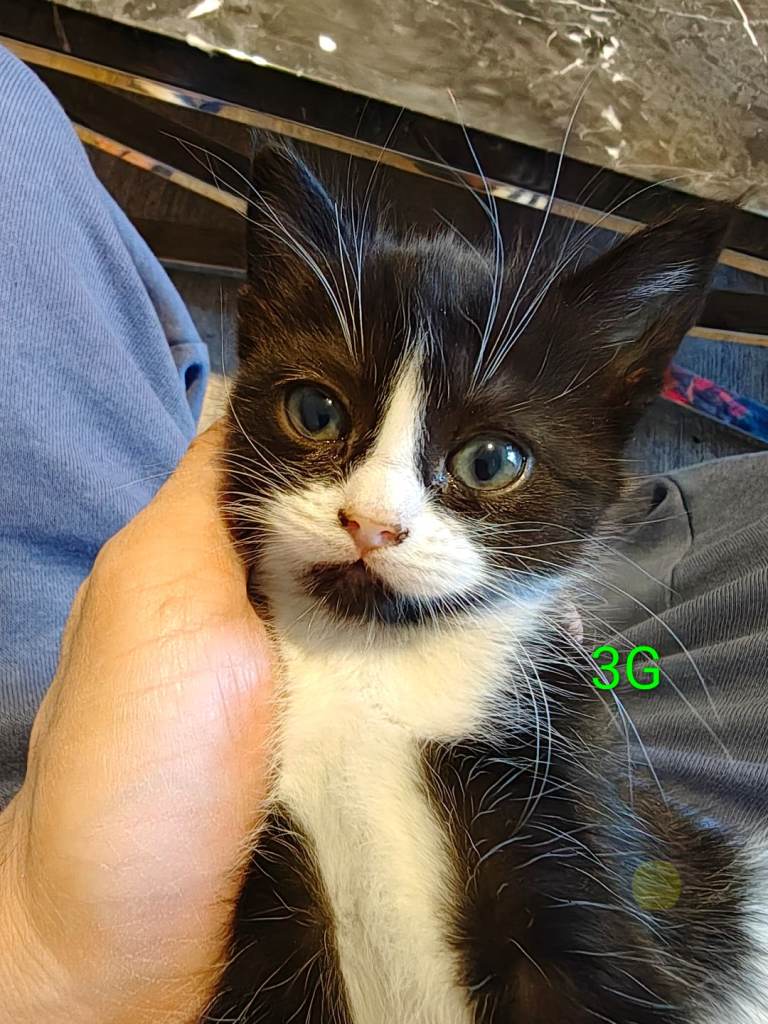 £70 each Kitten 3G (All kittens reserved until Friday)