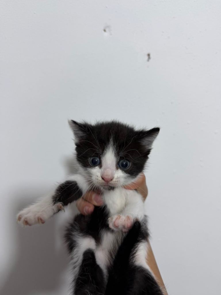 New batch of cute little kittens All Male 8 Weeks