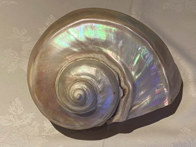 Large Sea Snail Shell