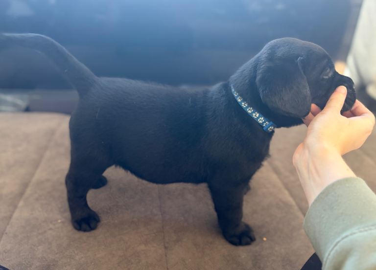 KC Registered Labrador show puppies 