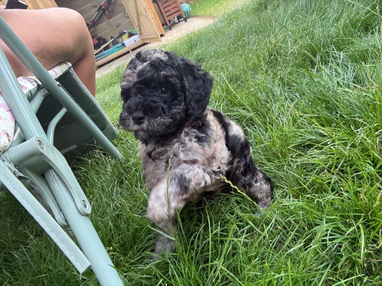 Cockerpoo puppy