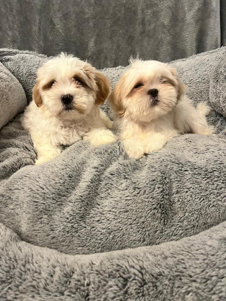 Shih Tzu puppy’s 