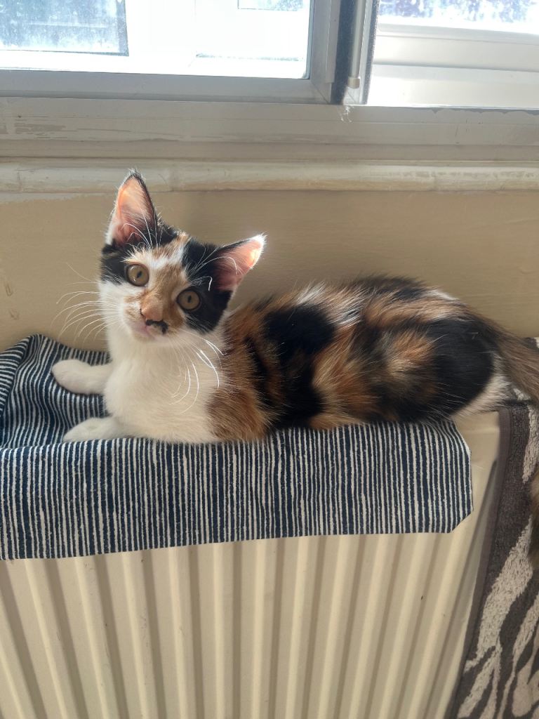 Calico girl available 