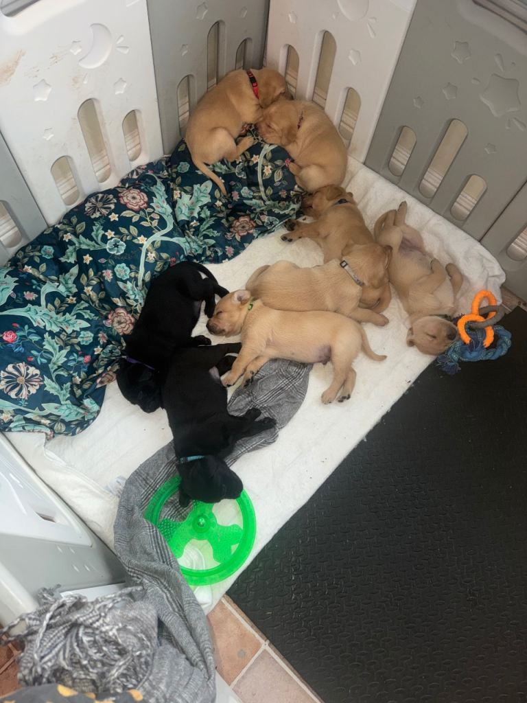 Labrador pups