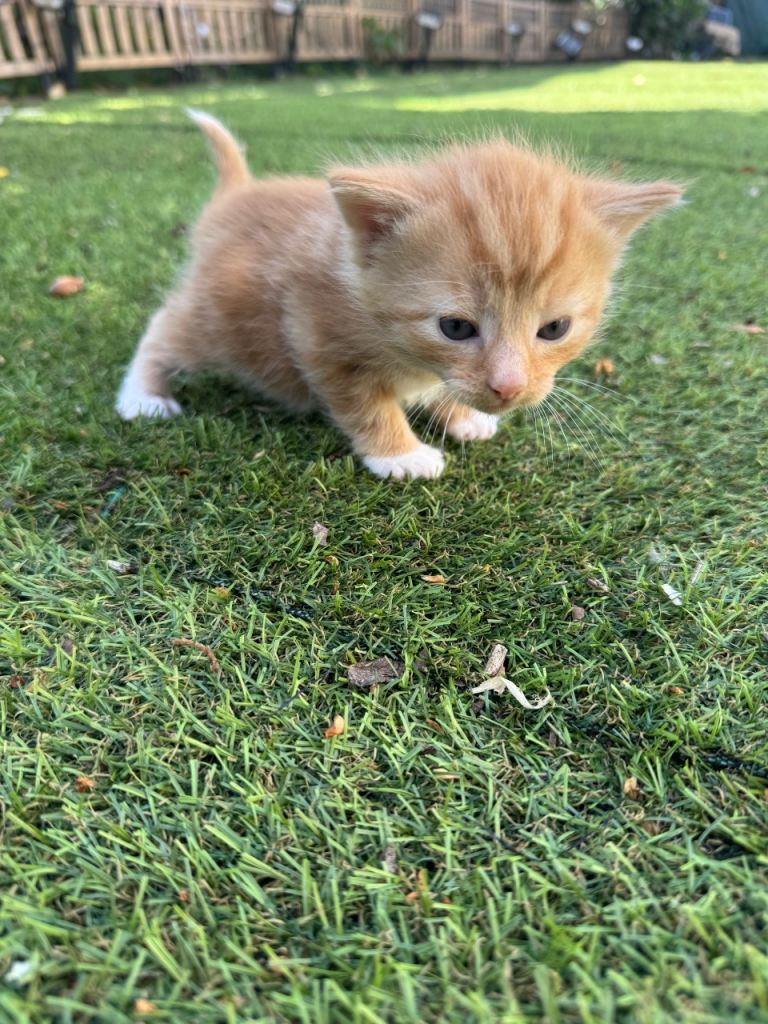 Beautiful mixed kittens boys & girls