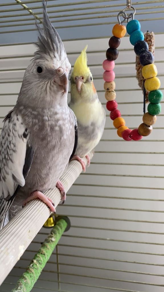Two cockatiels for sale