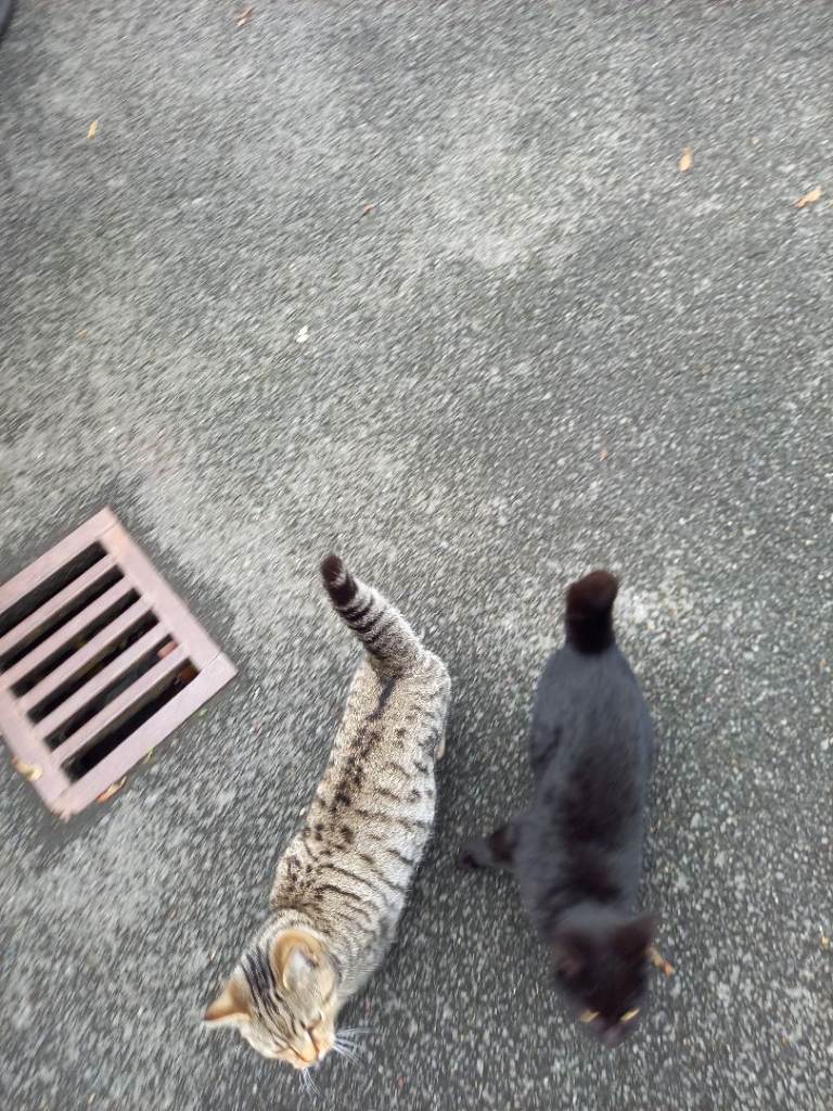 Female kittens