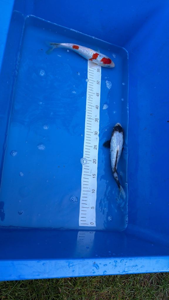 Koi for sale 
