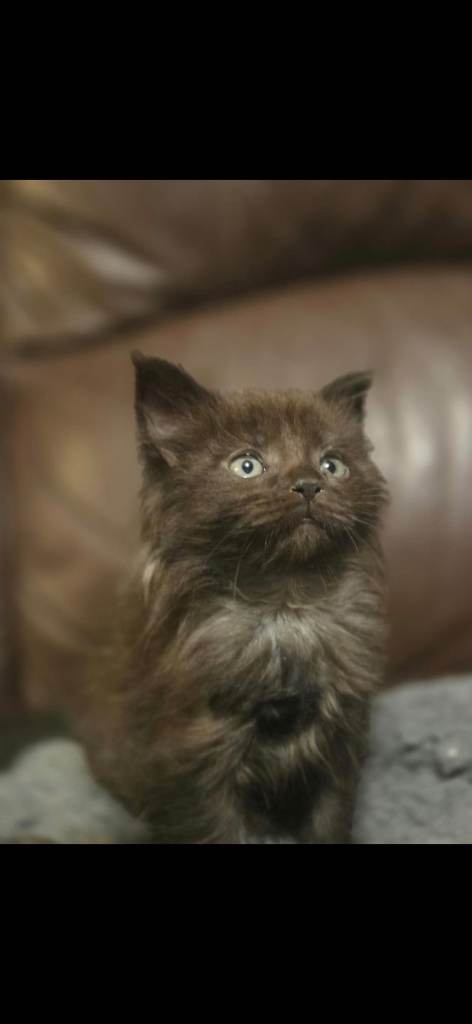 Maine coon kittens 