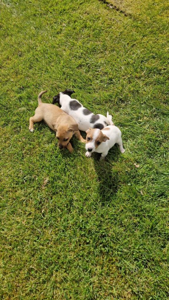 Jack Russell puppies