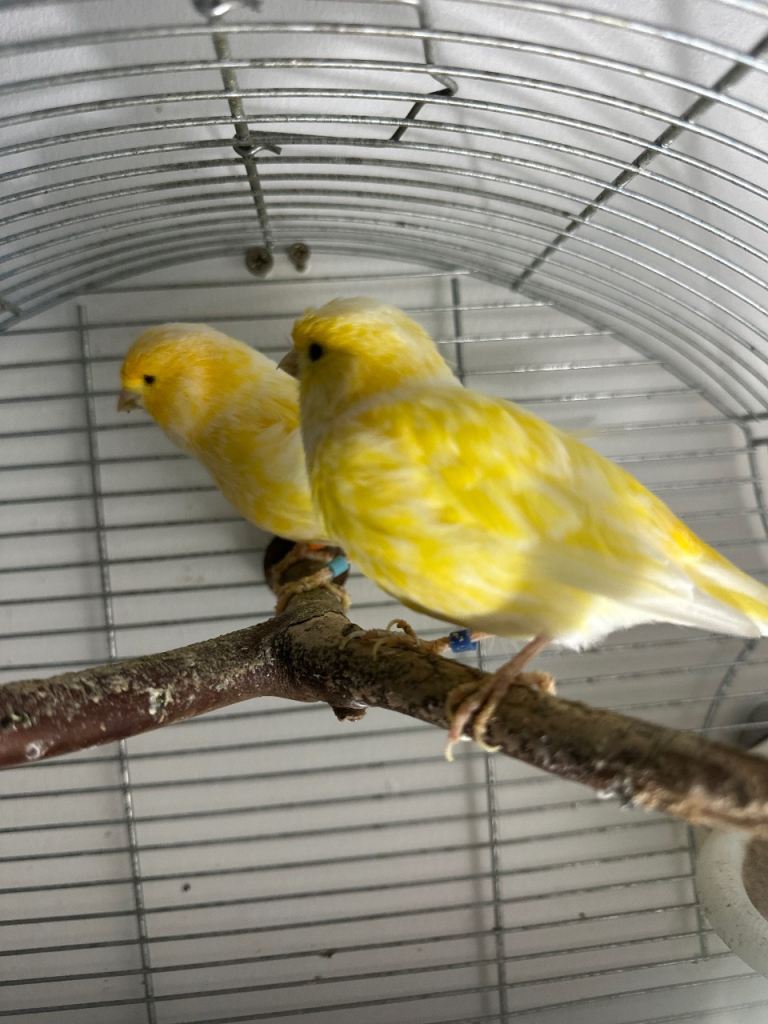     Male & Female Canaries