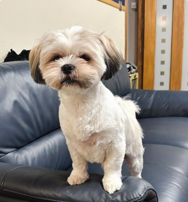 Lhasa pups , 2 boys available 