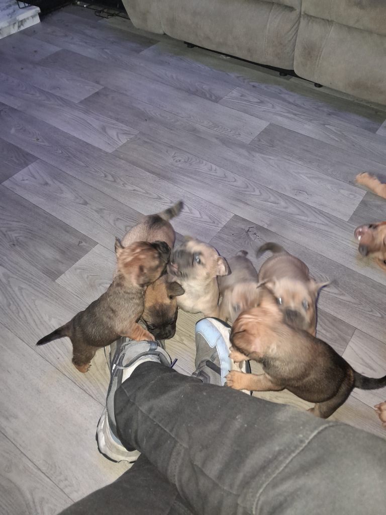French bulldog x pups 