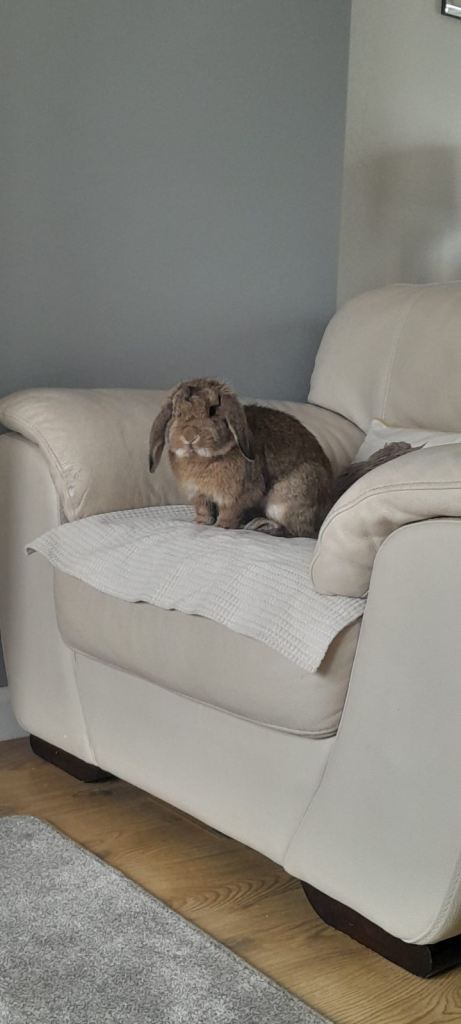 Mini Lop Neville For Sale