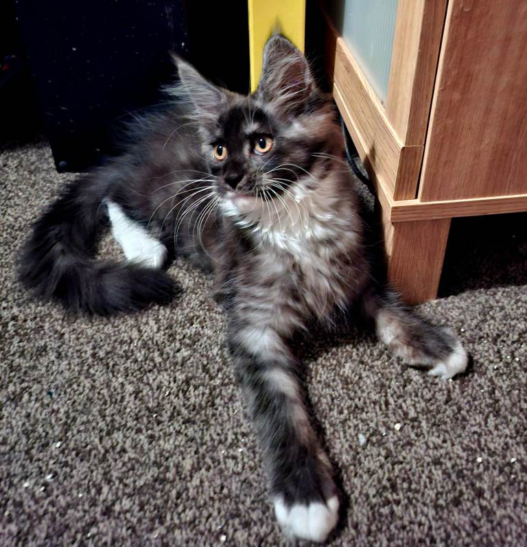 Stunning Large Maine Coon Kittens – 4 Big Boys – Ready Now