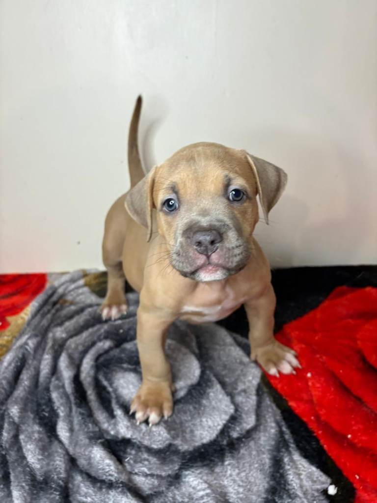 Quality Pocket bullies ready for forever homes