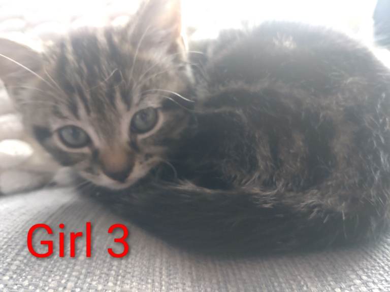 Kittens for sale