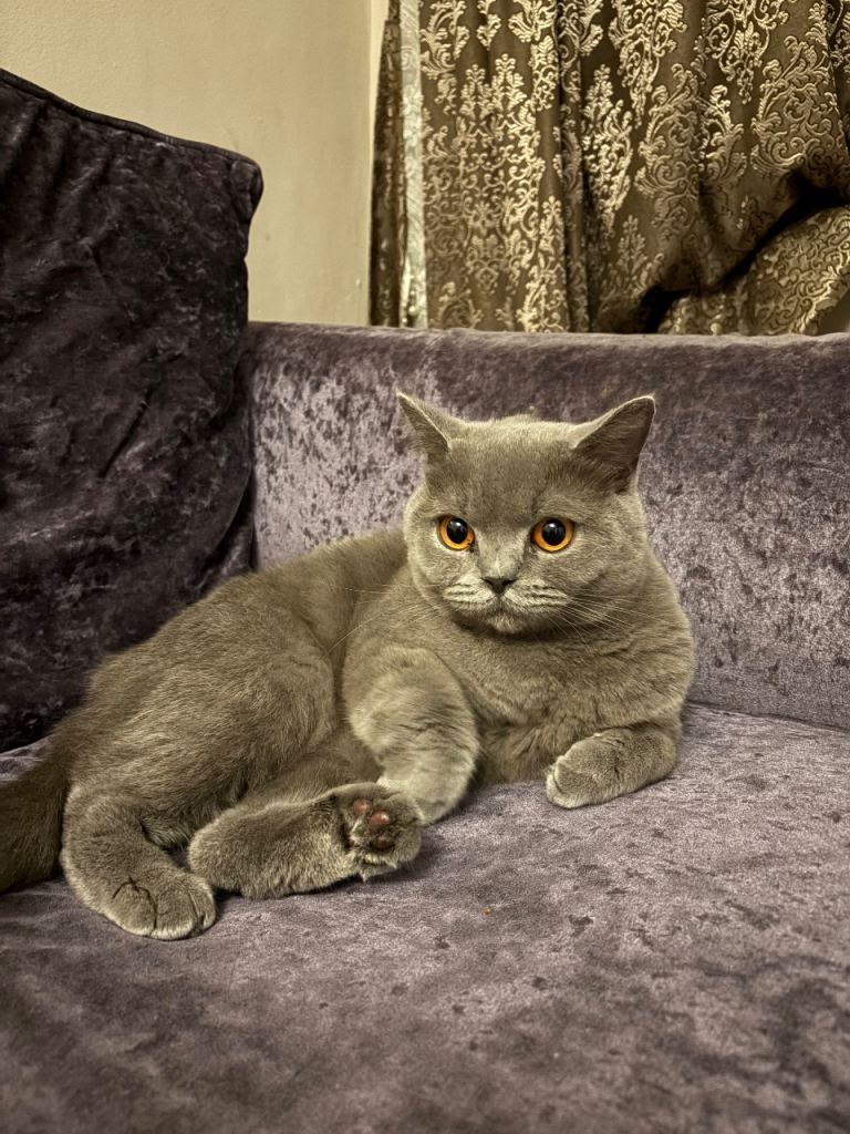 Beautiful british short hair female 