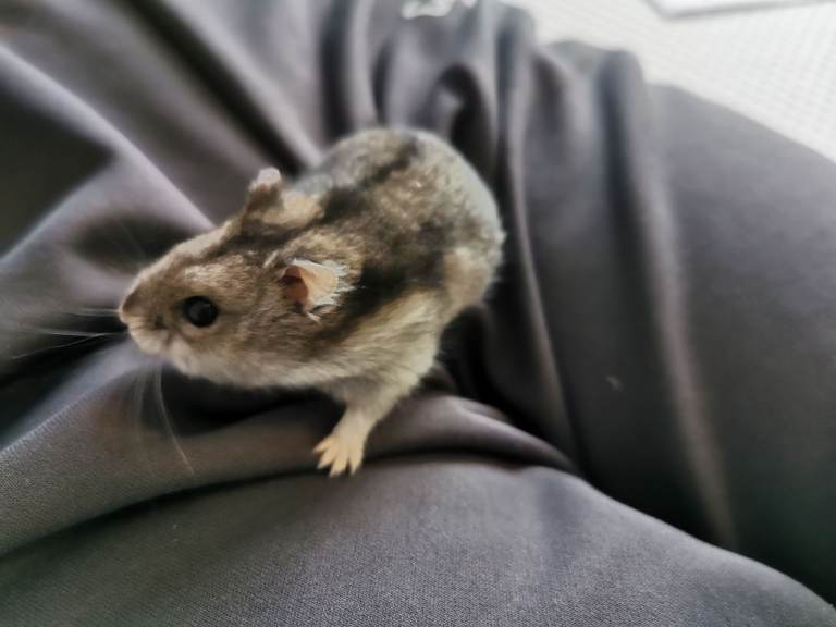 Dwarf Russian hamster 