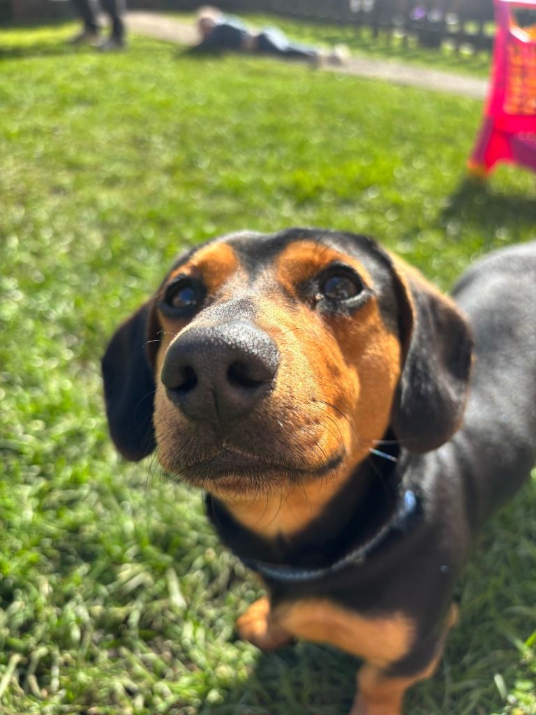 11 month old Miniature Dachshund 