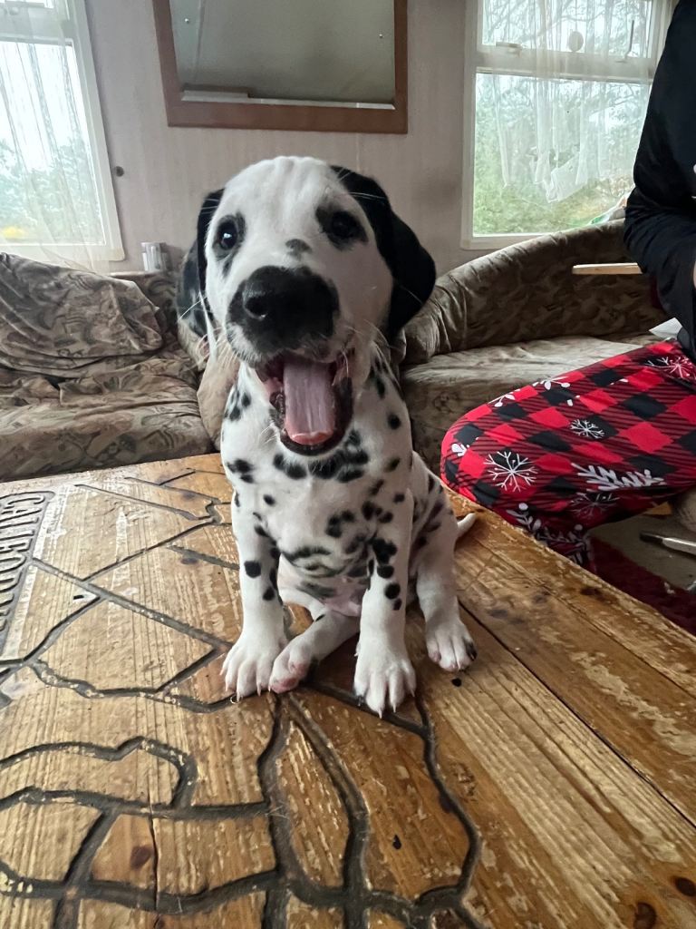 Stunning Dalmatian puppies KC reg show winners 