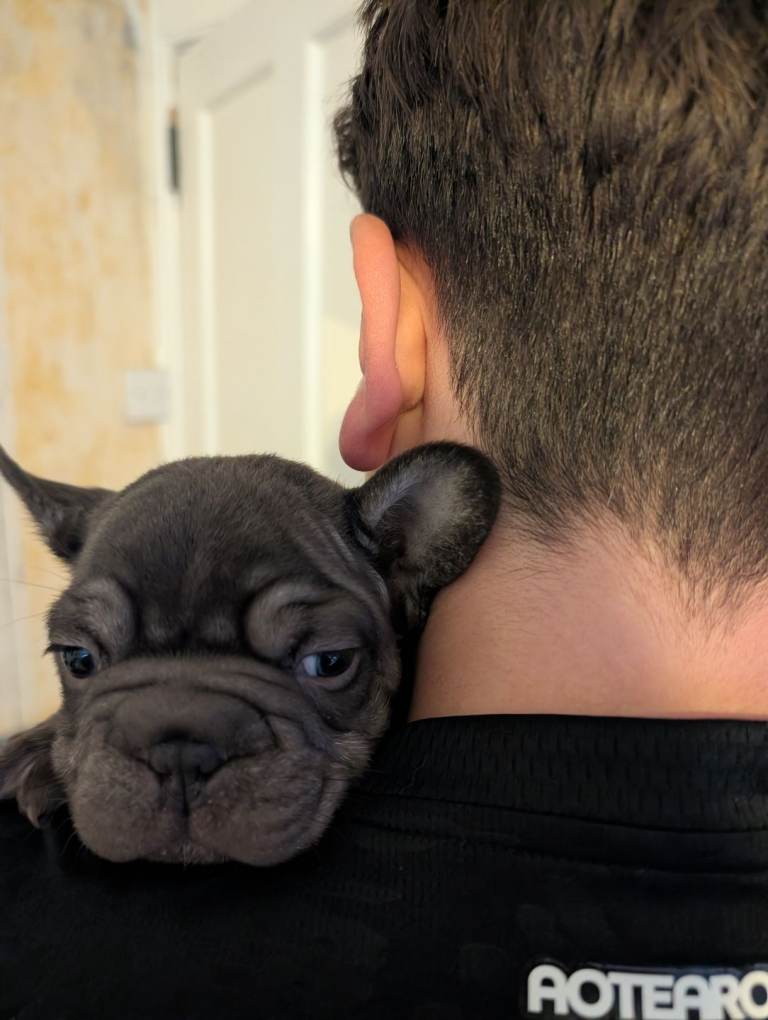 French Bulldog puppies 