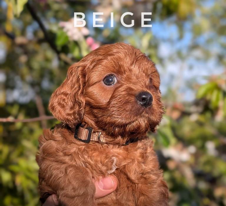 Gorgeous, Rare 'Splash' Cavapoo Puppies