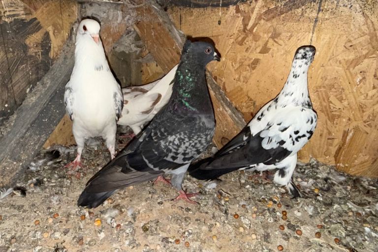 Pigeons for sale