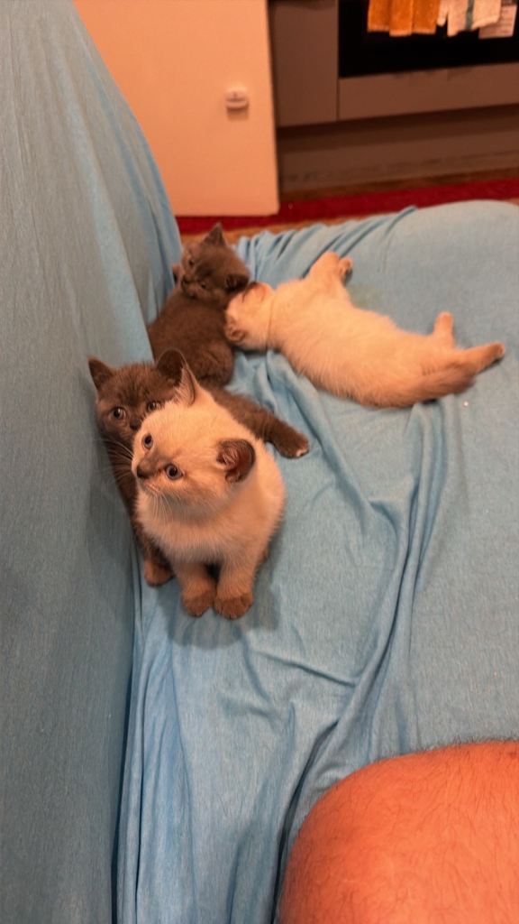 british shorthair kittens