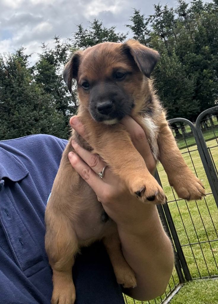 Jack Russell puppies **reserved**