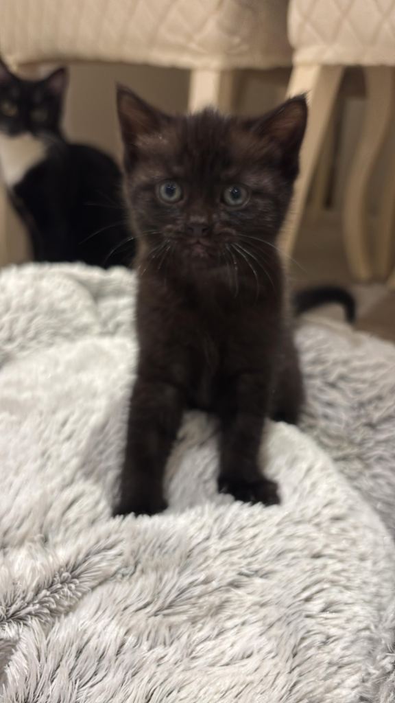 Two Beautiful Kittens For Sale 