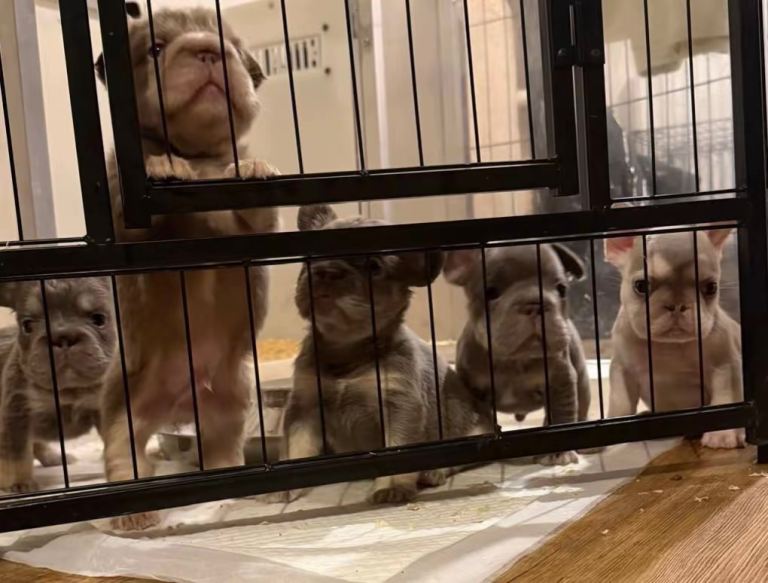 French bulldog puppy's 