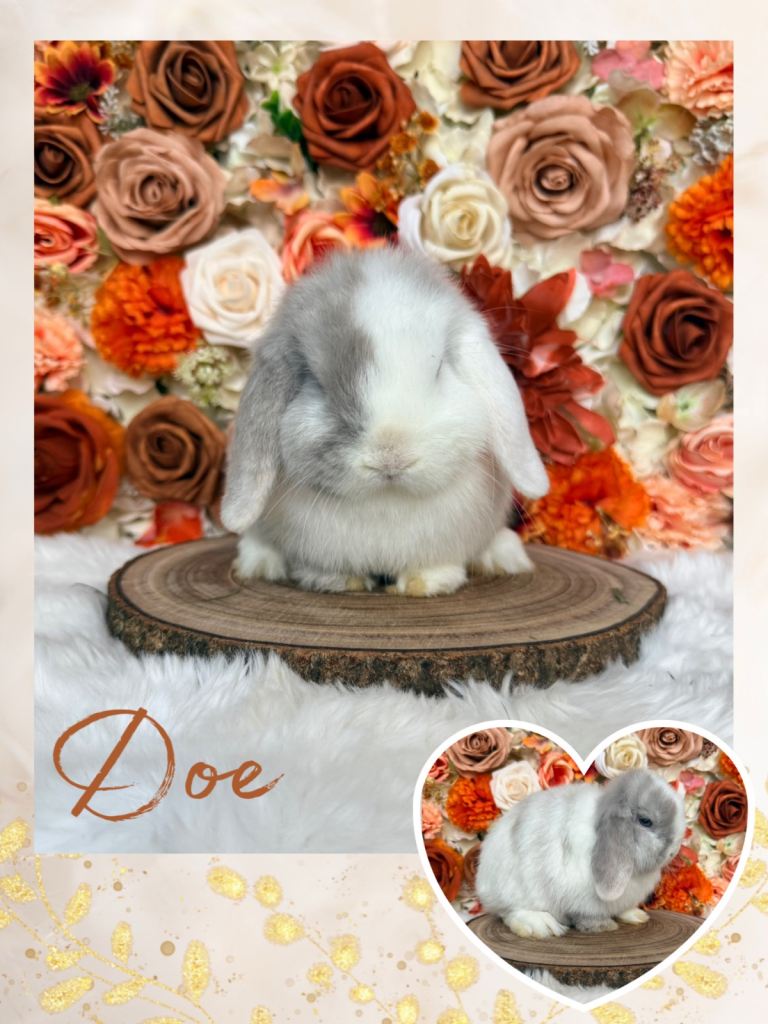 VACCINATED PUREBRED MINI LOPS