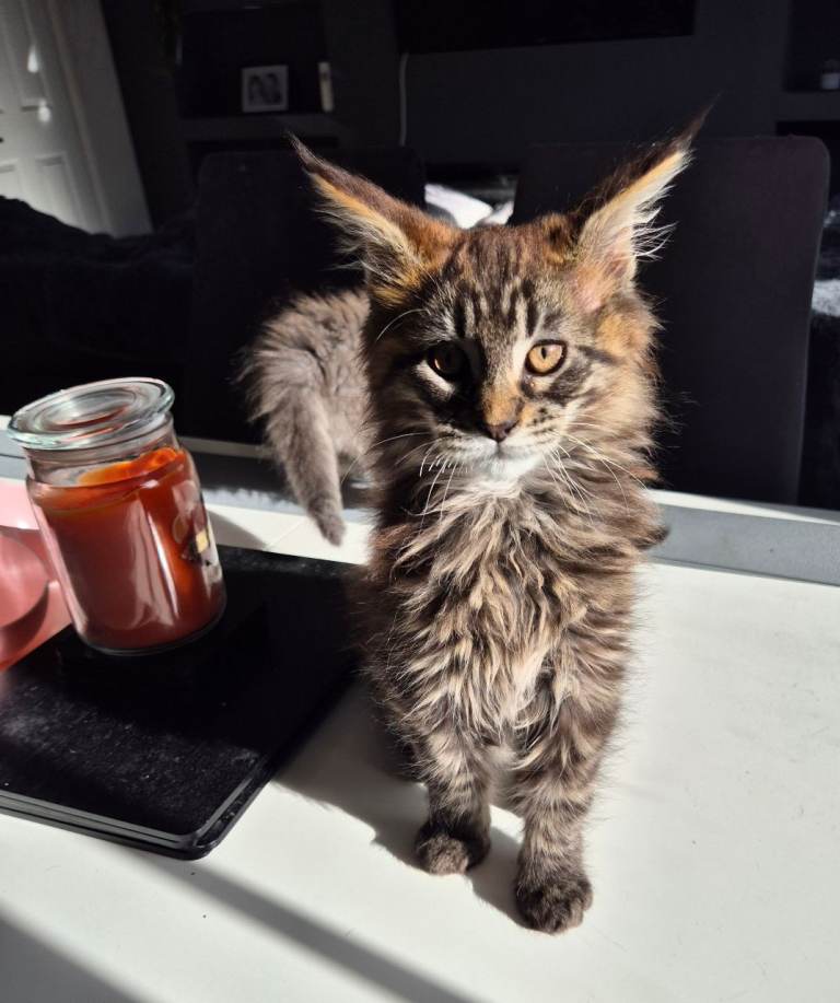 Pedigree maine coon kittens 