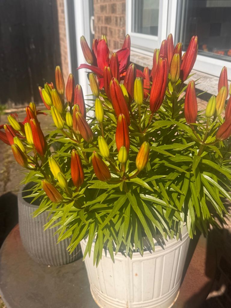 Vibrant Red Lily Plant in White Pot – Ready to Bloom