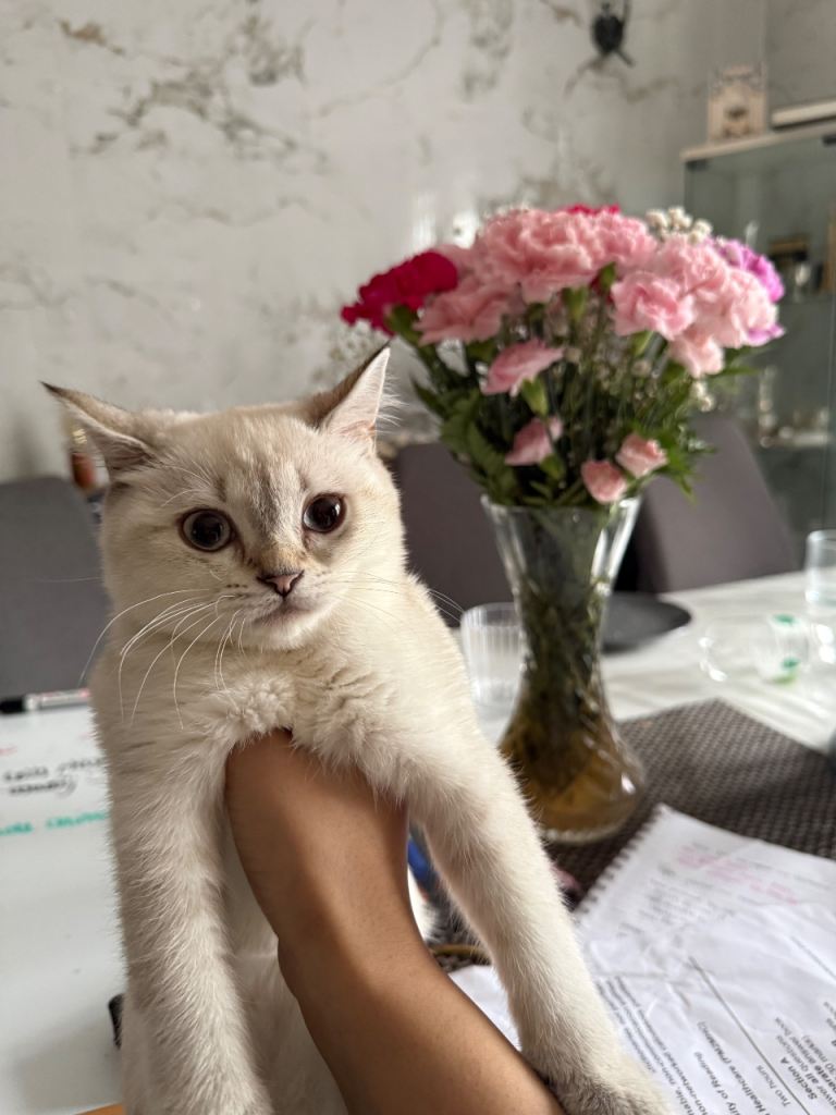 FINAL female British shorthair kitten-5 months 