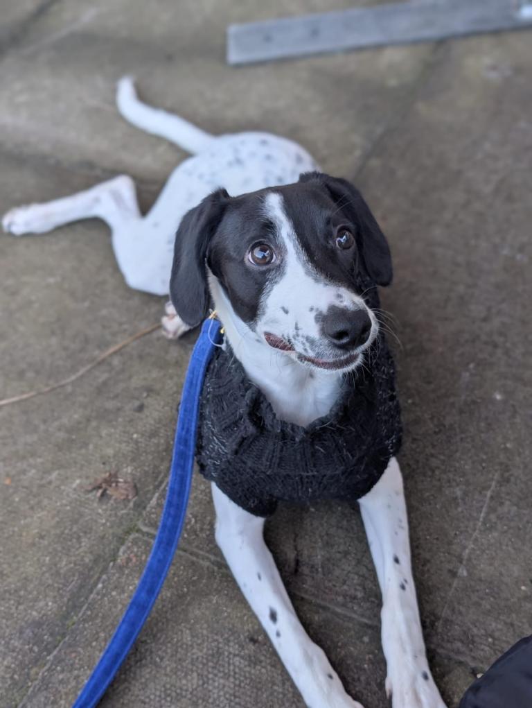 Bolder Colly x cocker spaniel 