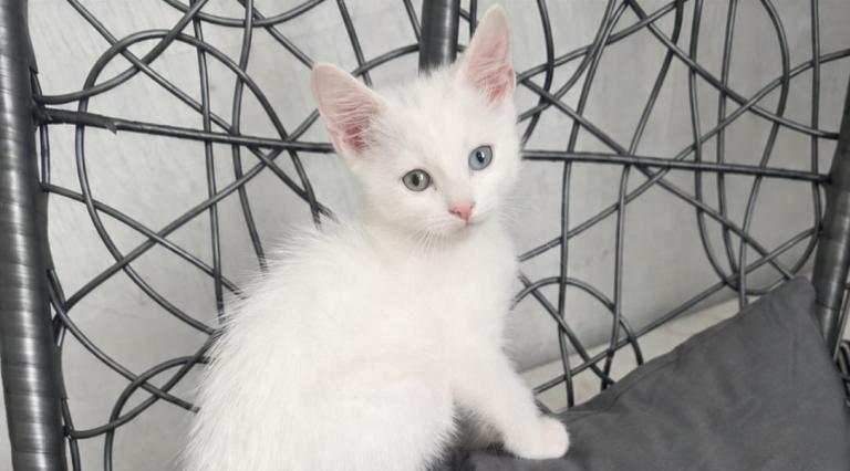 Adorable boy kitten