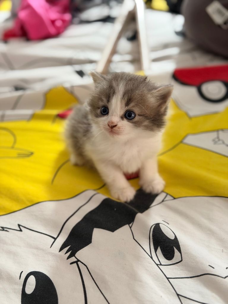 Adorable mixed Persian Kittens Looking for Forever Homes
