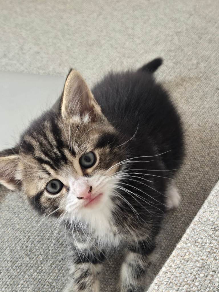 Maine coon cross kittens ready to leave 