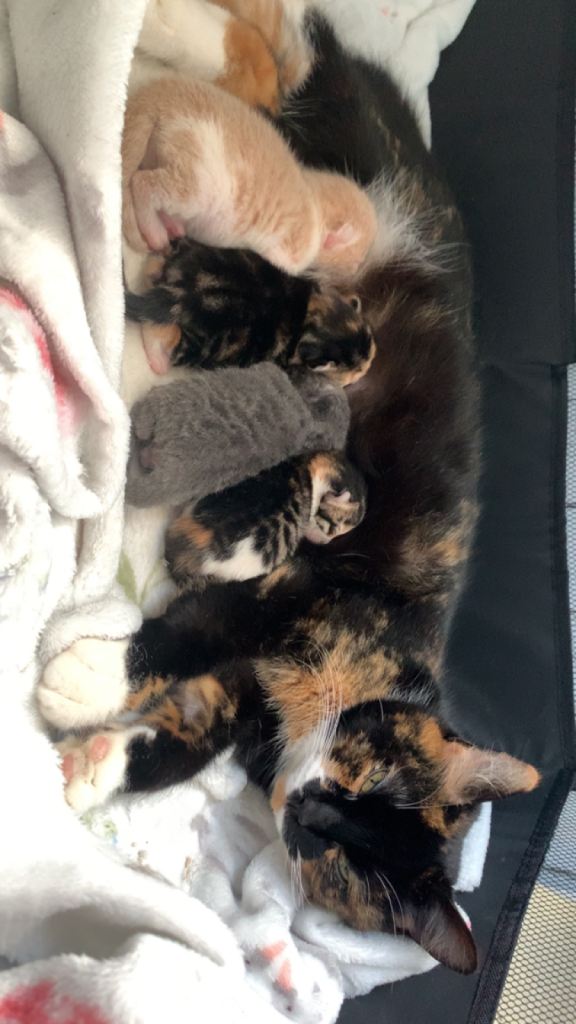 4 gorgeous kittens 