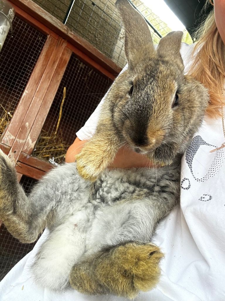 Continental Giant Bunnys 