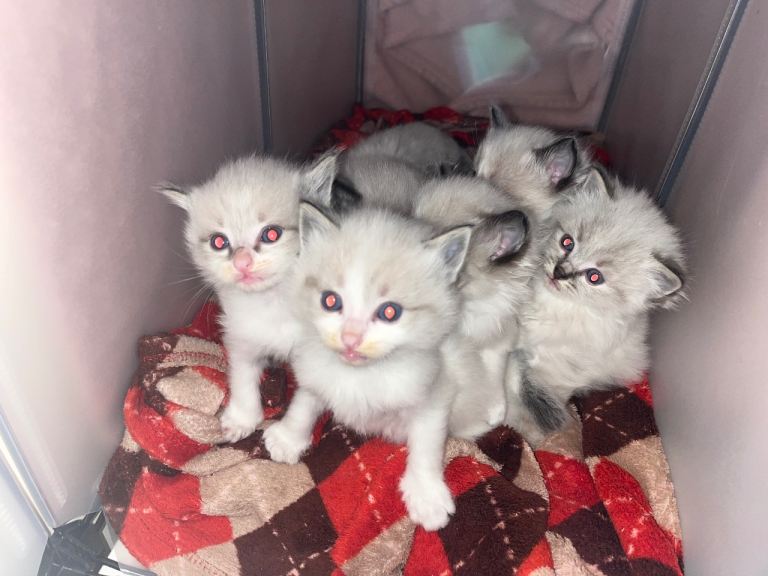 Stunning Ragdoll kittens