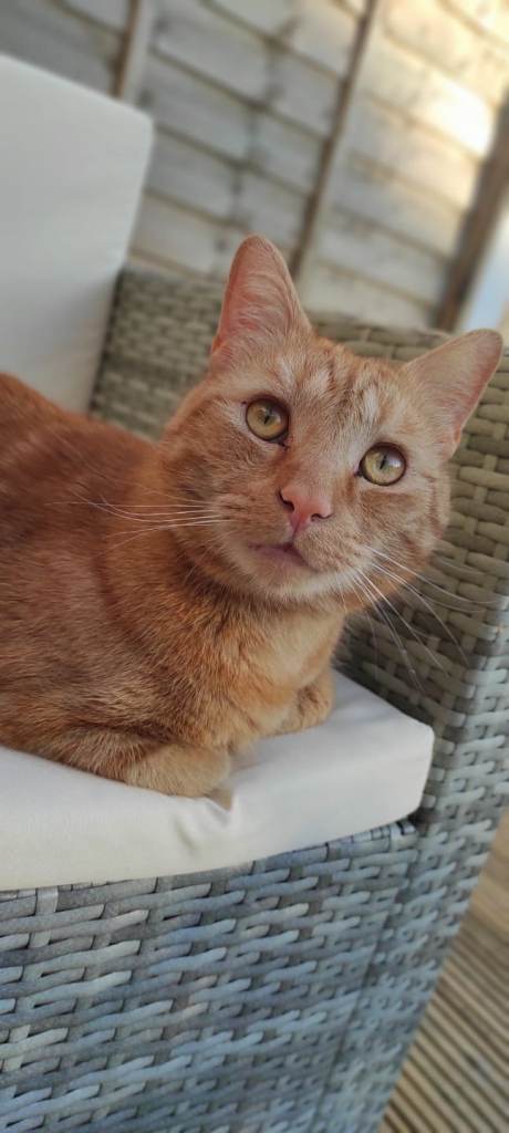 Ginger cat 4yo
