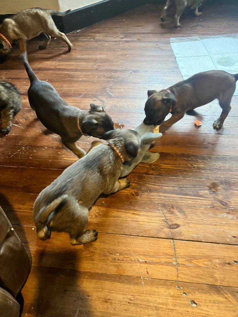 Belgium Mali x shepherd 