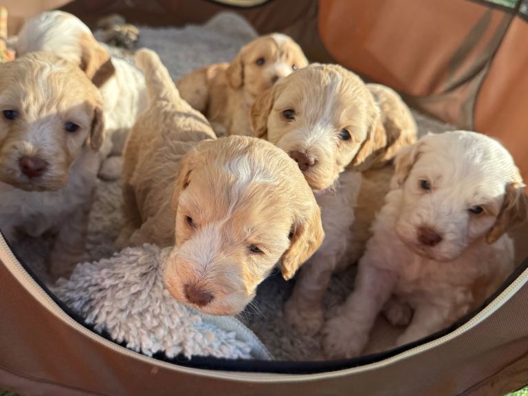 F1 cockerpoo Puppys 
