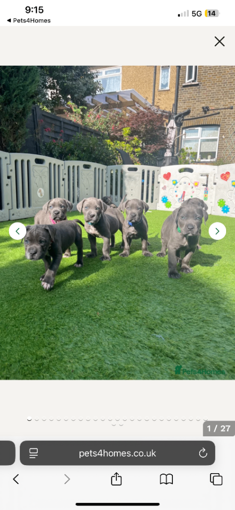 Cane Corso puppy’s 