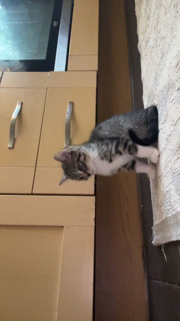 Kittens 