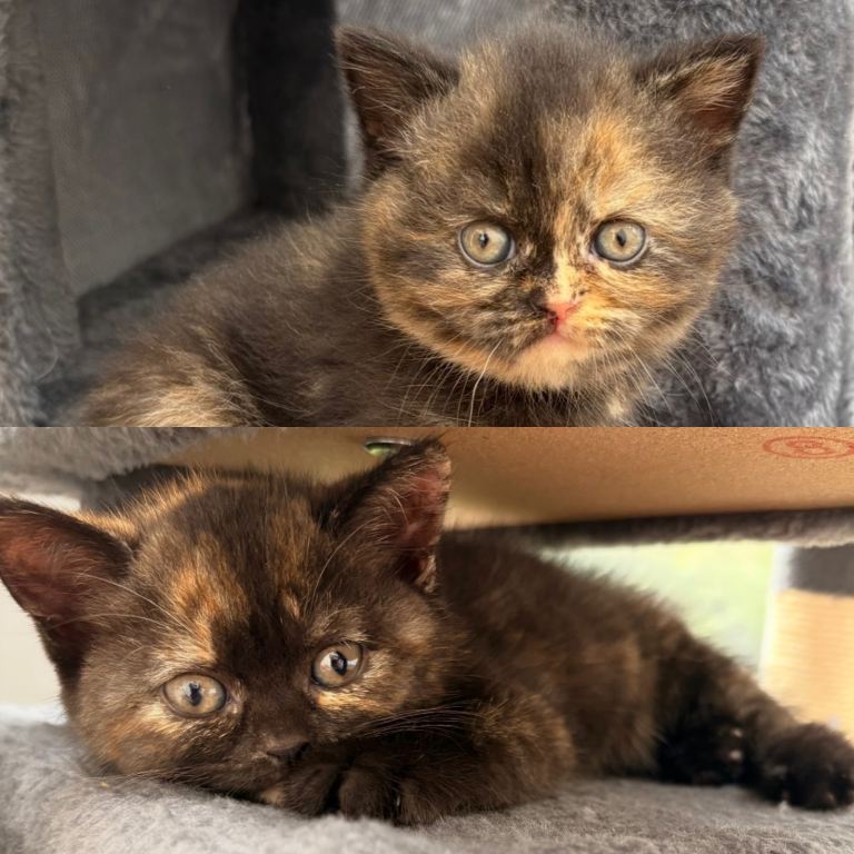 2 gccf - British short hair kittens - £650 for both 