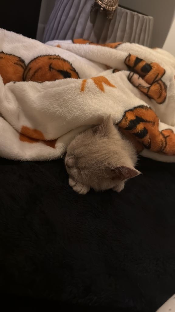 FAWN British short hair 